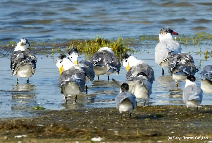 水辺に集まるオオアジサシ Great Crested-Tern