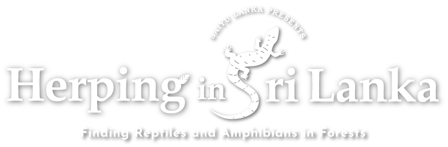 Feature Page「Herping in Sri Lanka」