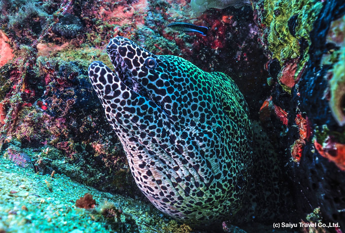 Snorkeling experience in Pigeon Island