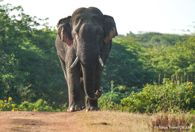 スリランカゾウ Sri Lanka Elephant