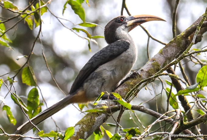 スリランカコサイチョウ Sri Lanka Grey Hornbill