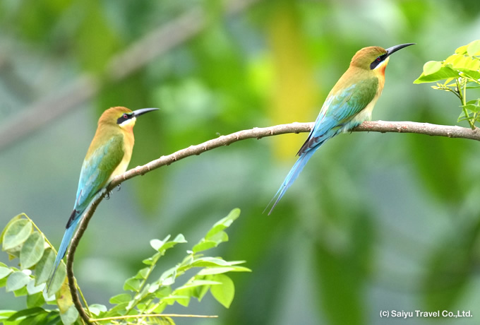 ハリオハチクイ Blue-tailed Bee-eater