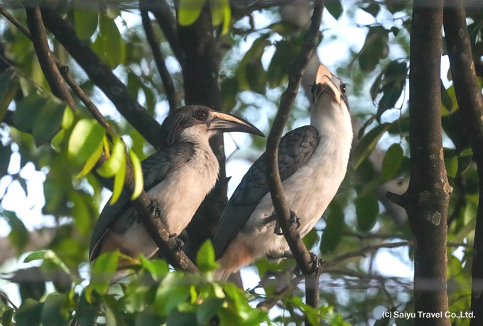 スリランカコサイチョウ Sri Lanka Grey Hornbill
