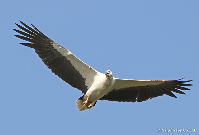 シロハラウミワシ White-bellied Sea Eagle