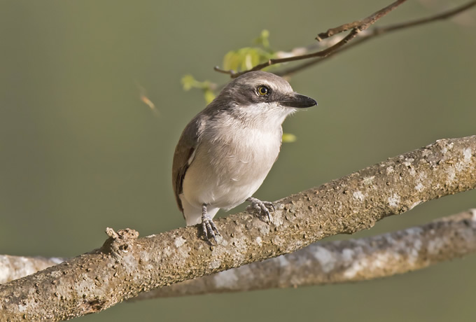 スリランカサンショウクイ Sri Lanka Woodshrike