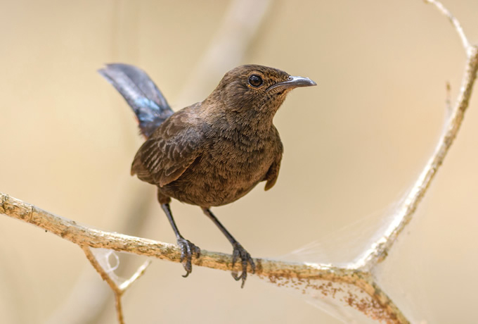 セイロンルリチョウ Sri Lanka Whistling Thrush