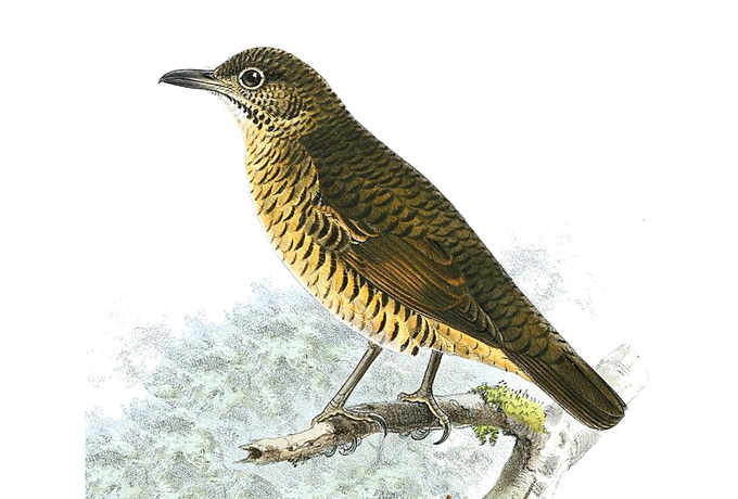 スリランカトラツグミ Sri Lanka Thrush, Sri Lanka Scaly Thrush