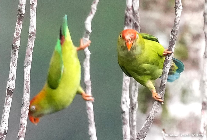 ズアカサトウチョウ Sri Lanka Hanging Parrot