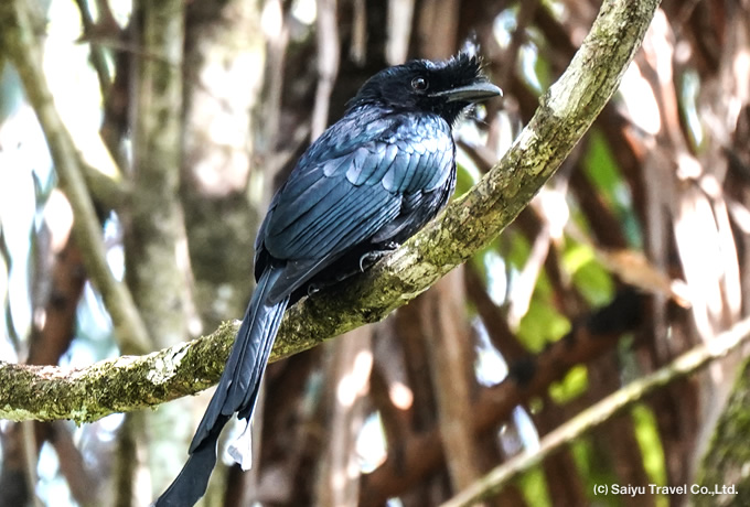 スリランカオウチュウ Sri Lanka Crested Drongo