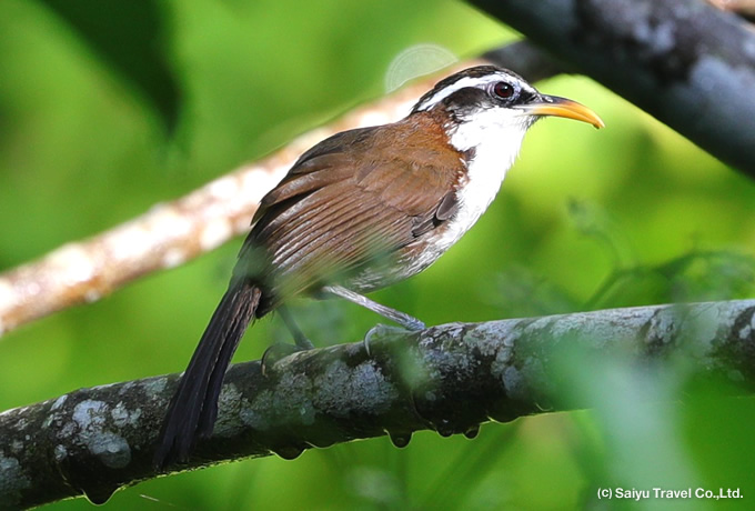 スリランカマルハシ Pomatorhinus melanurus