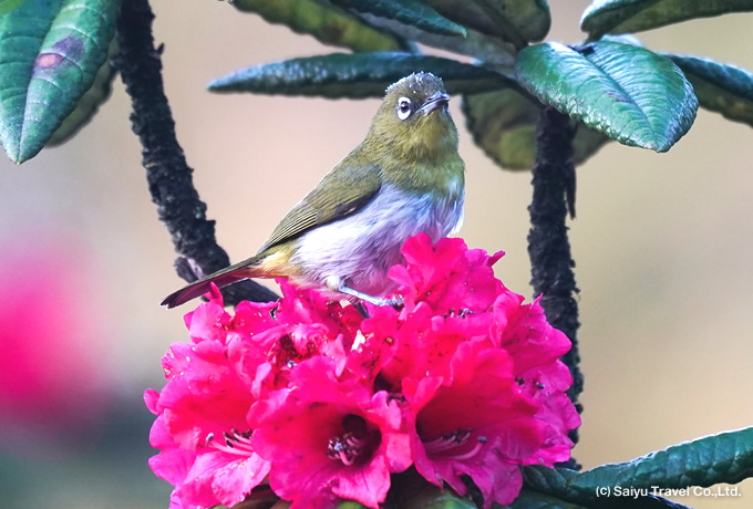 セイロンメジロ Sri Lanka White-eye