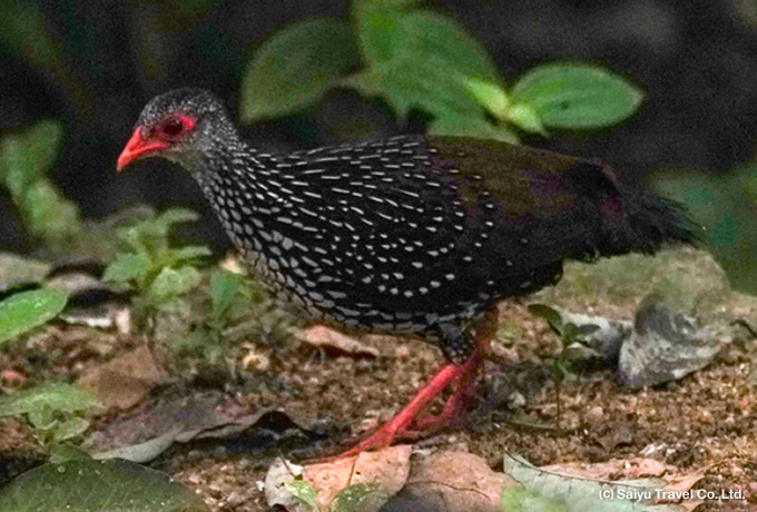 セイロンケズメシャコ Sri Lanka Spurfowl