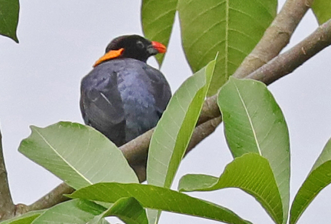 セイロンキュウカンチョウ Sri Lanka Hill Myna