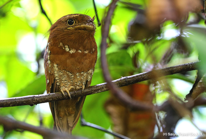 セイロンガマグチヨタカ Sri Lanka Frogmouth