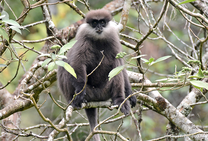 カオムラサキラングール Purple-faced leaf Monkey