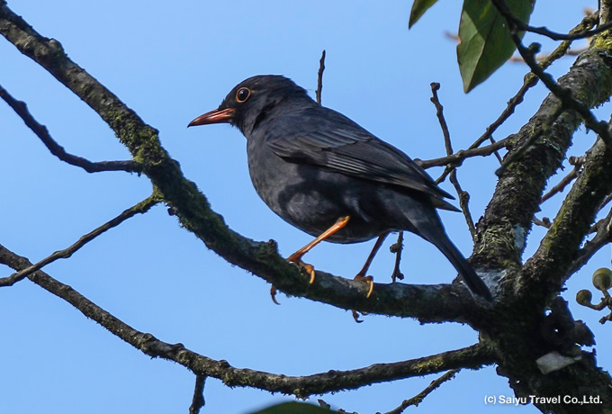 インドクロウタドリ Indian Blackbird