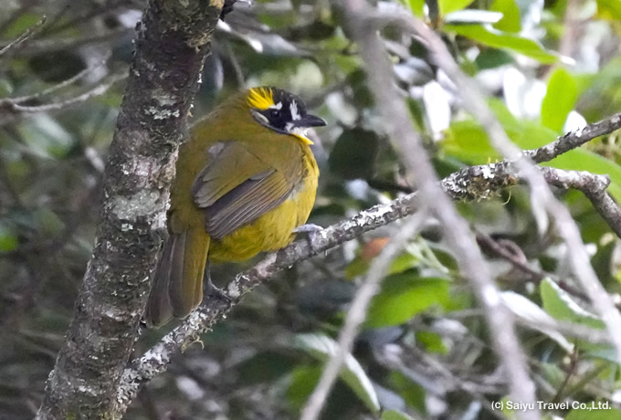 キミミヒヨドリ Yellow-eared  Bulbul