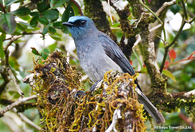 セイロンヒタキ Dusky Blue  Flycatcher, Dull Blue Flycatcher