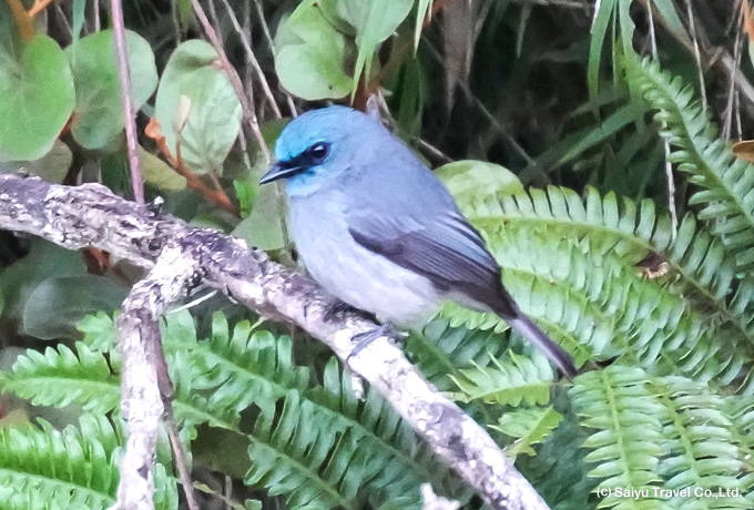 セイロンヒタキ Dull-blue Flycatcher