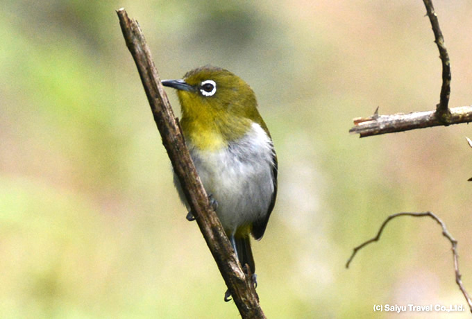 セイロンメジロ Sri Lanka White-eye