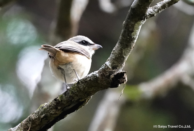 アカモズ Brown Shrike