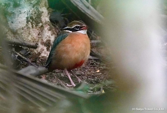 インドヤイロチョウ Indian Pitta