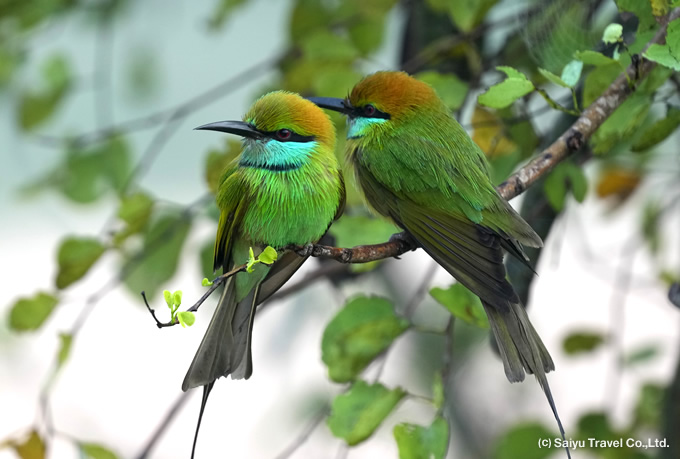 ミドリハチクイ Green Bee-eater