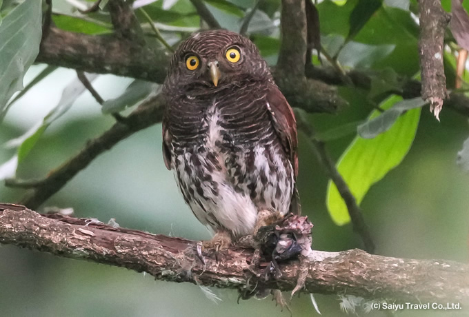 クリセスズメフクロウ Chestnut-backed Owlet