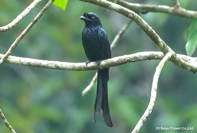 スリランカオウチュウ Sri Lanka Crested Drongo