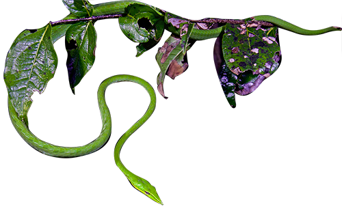 Green vine snake