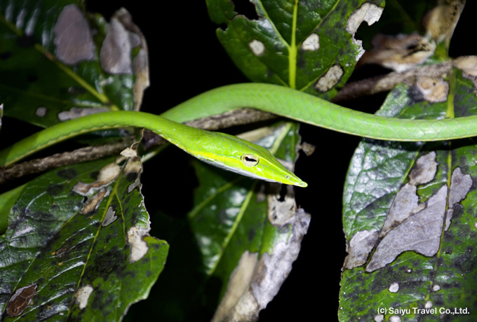 Green vine snake