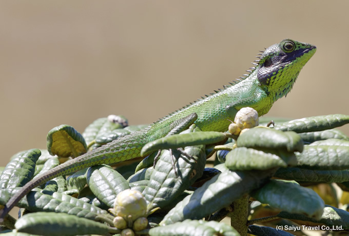 >Black-cheek lizard