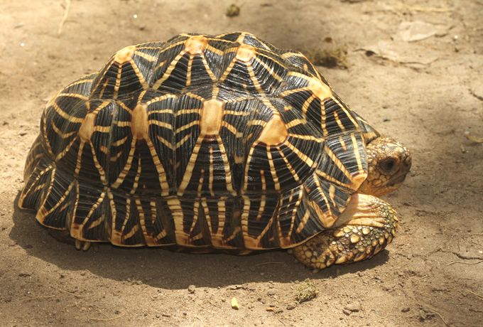 Indian star tortoise