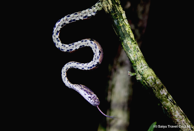 Barne's cat snake