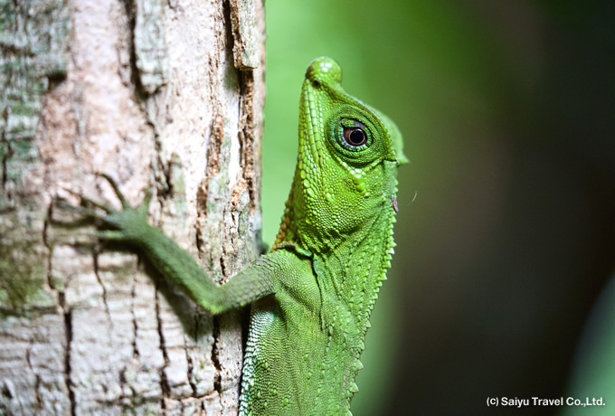 Hump Nosed Lizard