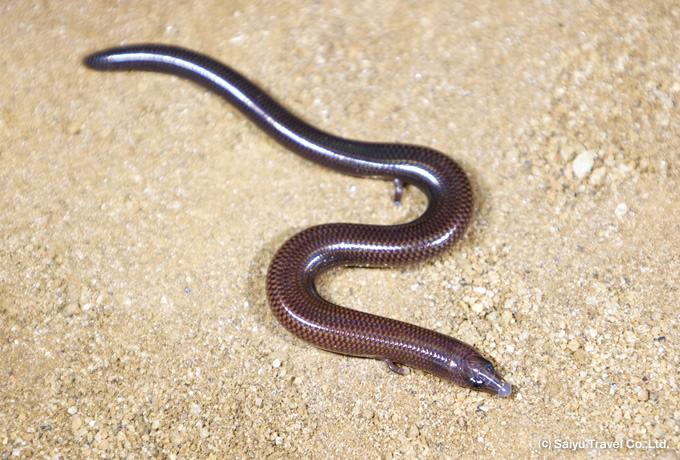 Three toe snake skink