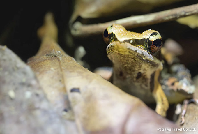 Golden back frog