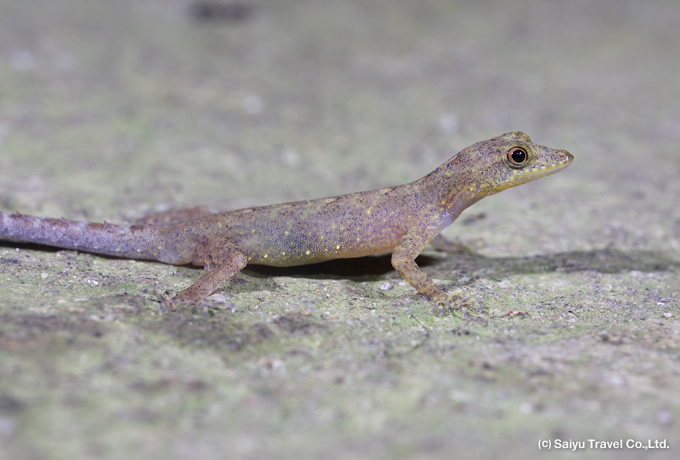 Kandy day gecko