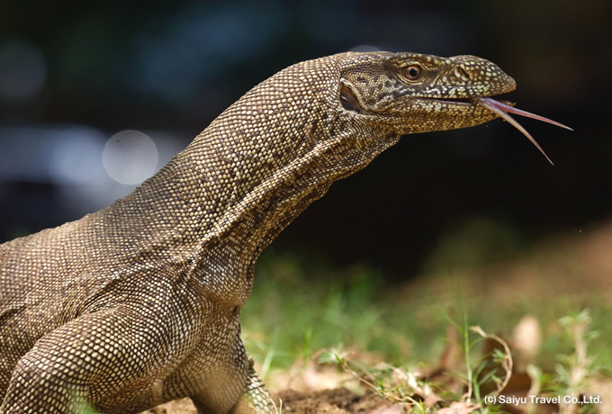 Sri Lanka land monitor