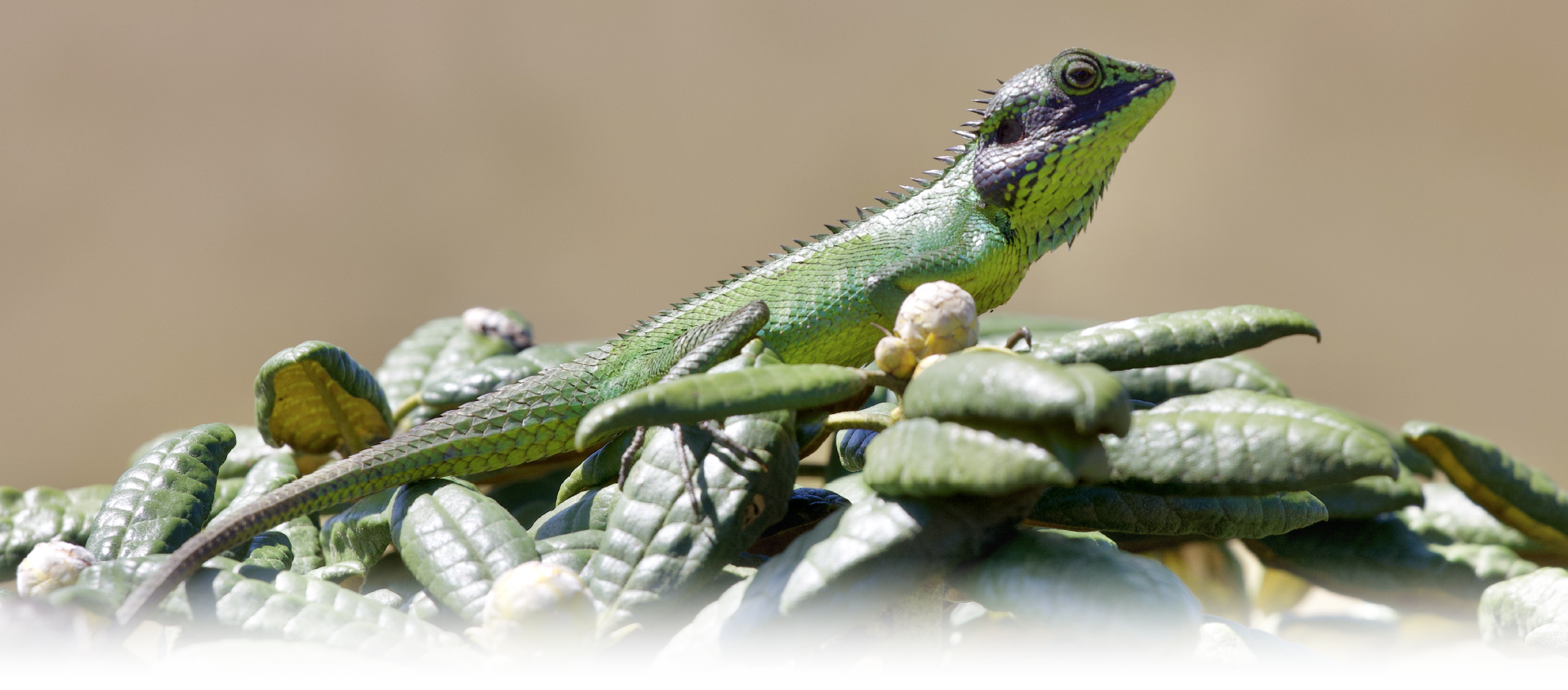 Black cheeked lizard