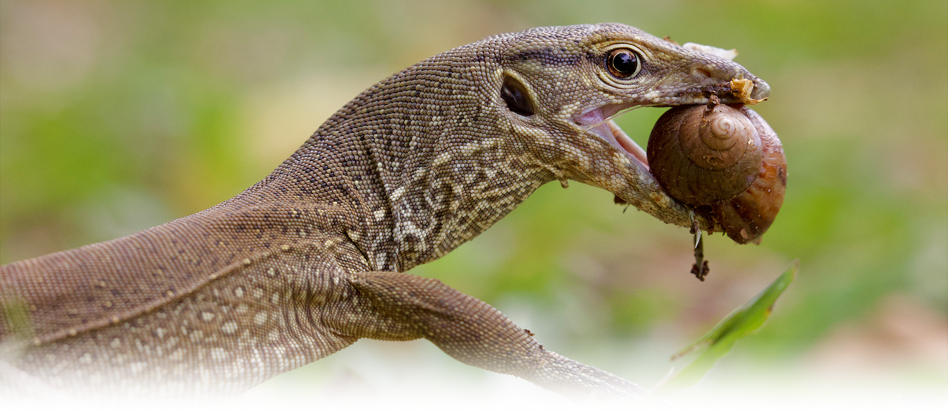 Sri Lanka land monitor