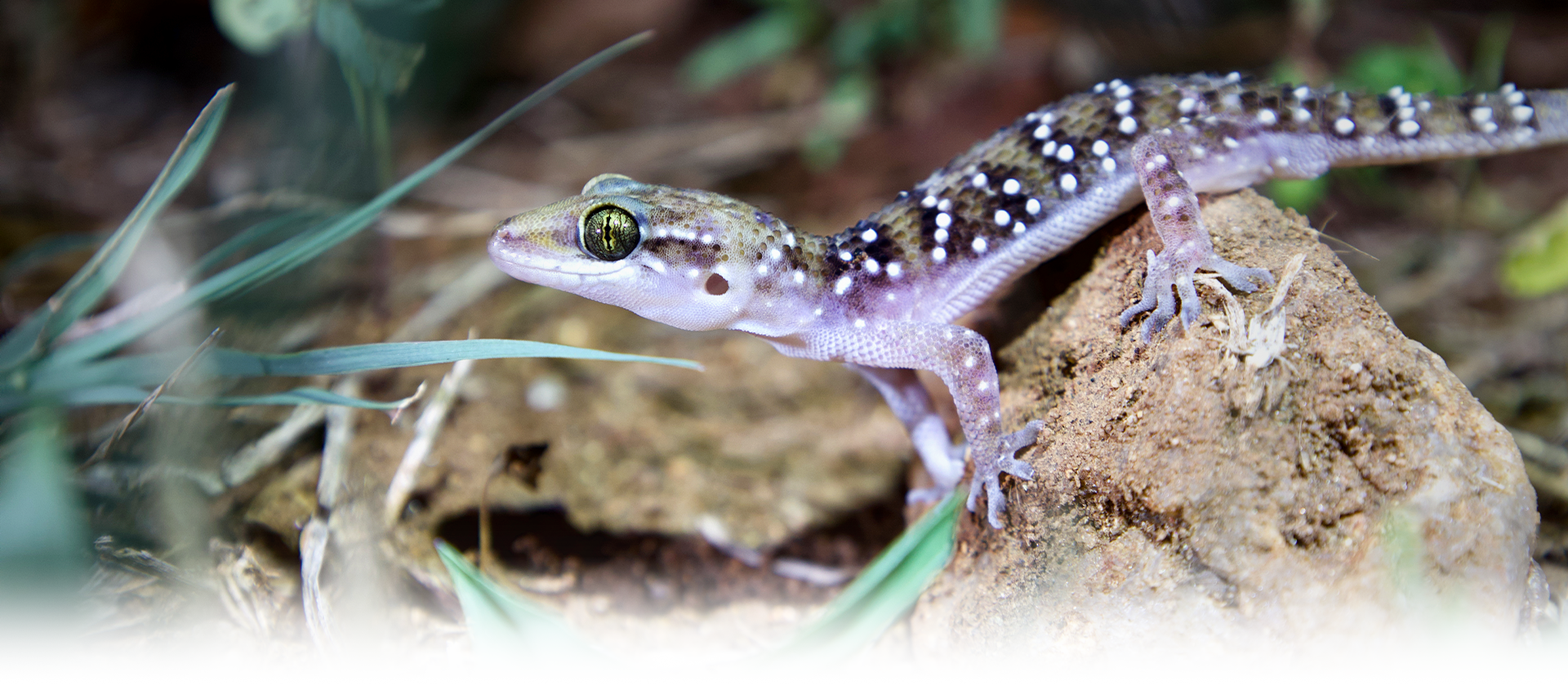 Termite hill gecko