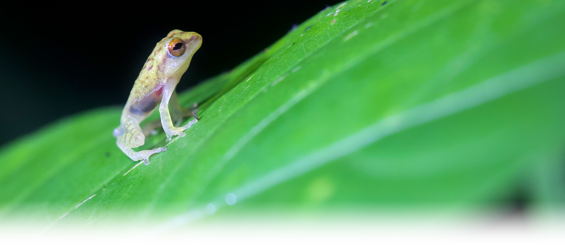 Anthropogenic Shrub Frog