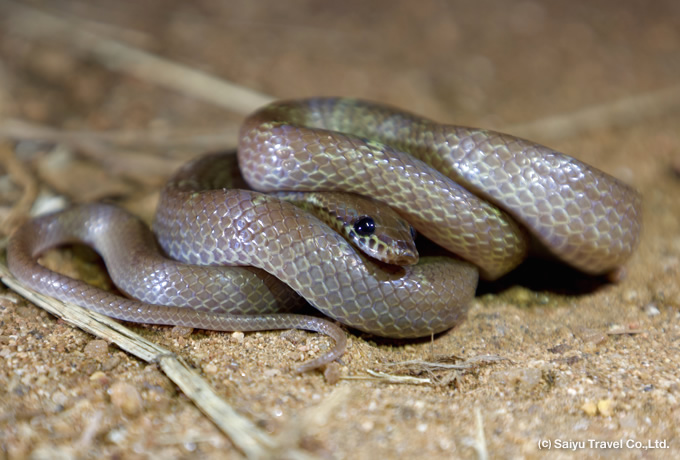 Flowery wolf snake