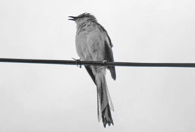 シロガオムクドリ White-faced Starling