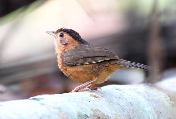 セイロンジチメドリ Brown-capped  Babbler