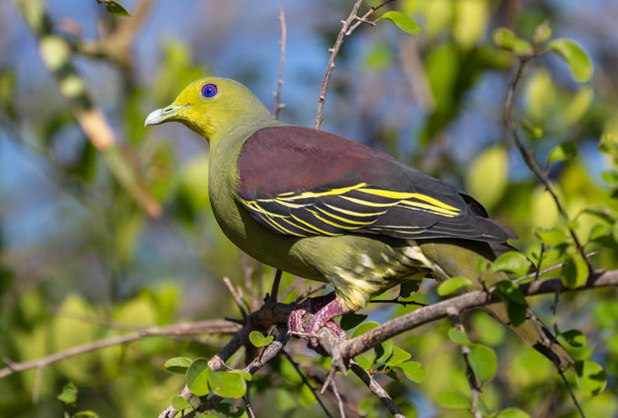 ハイビタイアオバト Sri Lanka Green Pigeon