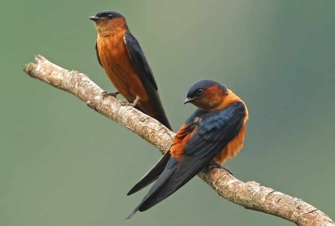 スリランカコシアカツバメ Sri Lanka Swallow