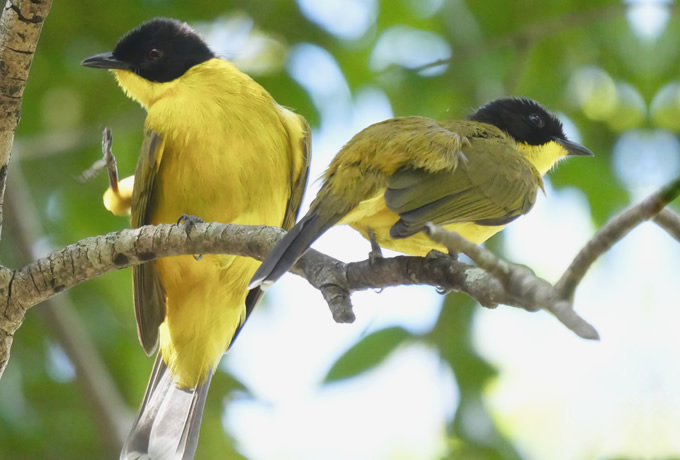 エボシヒヨドリ Black-capped Bulbul