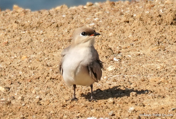 ヒメツバメチドリ Small Pratincole